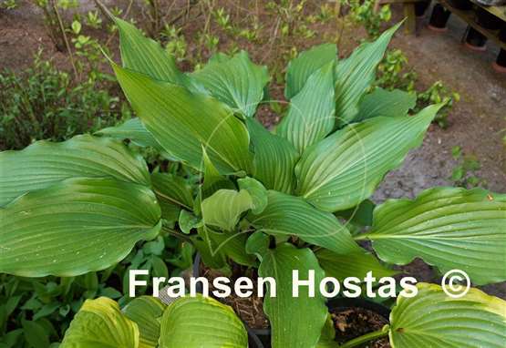 Hosta Doctor Fu Manchu